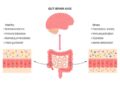 The Gut-Brain Connection: How a Healthy Gut Supports Emotional and ...