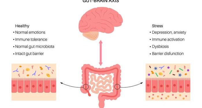 The Gut-Brain Connection: How a Healthy Gut Supports Emotional and ...